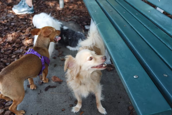 Dog Park at Walter Fuller Park photo 2